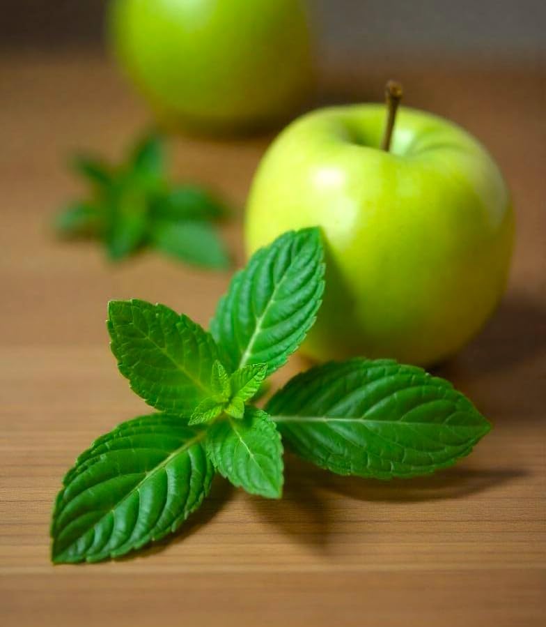 Seeds Apple Mint 1000+ Seeds to Grow Mentha Suaveolens Perennial Plant Indoor and Outdoor Growing