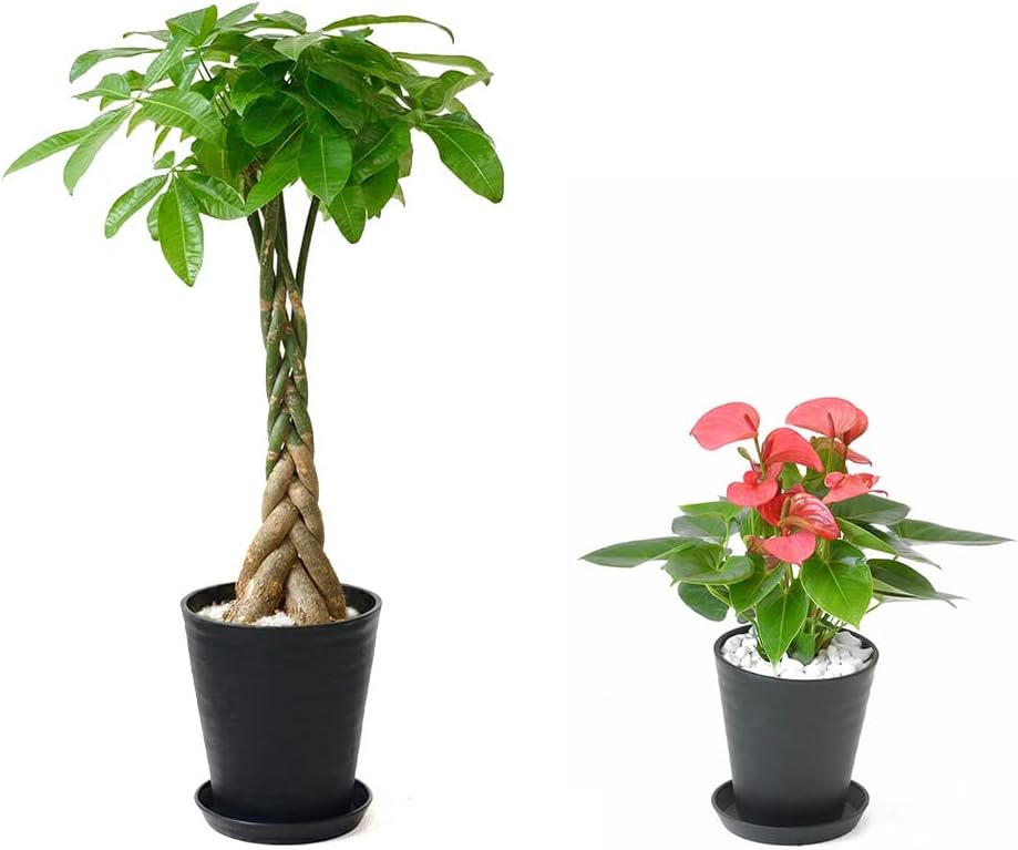 販売ラスト‼️ 琉球*海花のたね　カラフル ミリオグラタス 販売ラスト‼️ 琉球*海花のたね カラフル ミリオグラタス ミリオグラタス