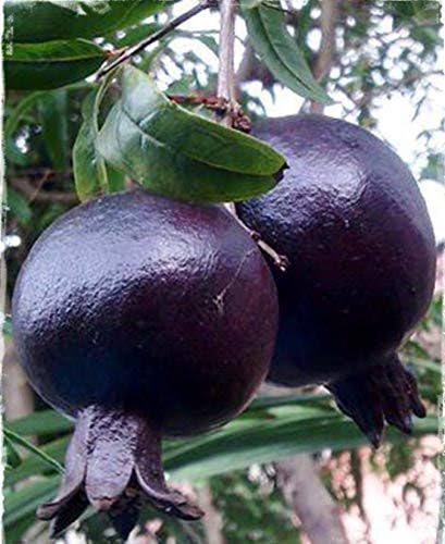 MVKR Live Black Pomegrante - Anar fruit Plant I (B09SX6KXB4) Amazon Price History, Amazon Price Tracker
