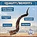 YOMTOV-SHALOM | Kudu Shofar | Shofar for Sale | Kosher from Israel | 15-19 inch