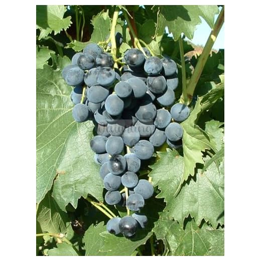 naturling Weintraube - blaue Tafeltraube Muscat bleu mit wunderbaren Muskataroma Trauben & gelbem Herbstlaub - einjährig veredelt