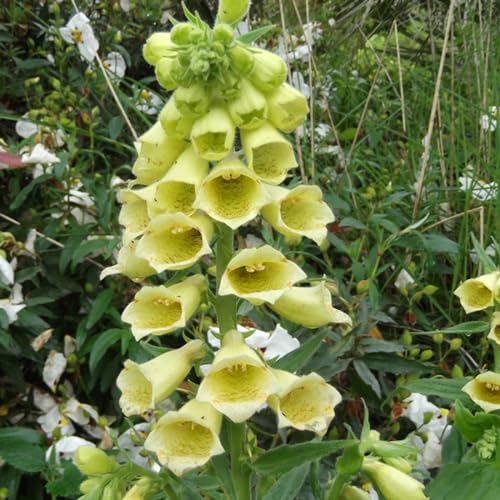6 x Großblütiger Fingerhut - Digitalis Grandiflora Topf 9x9cm...
