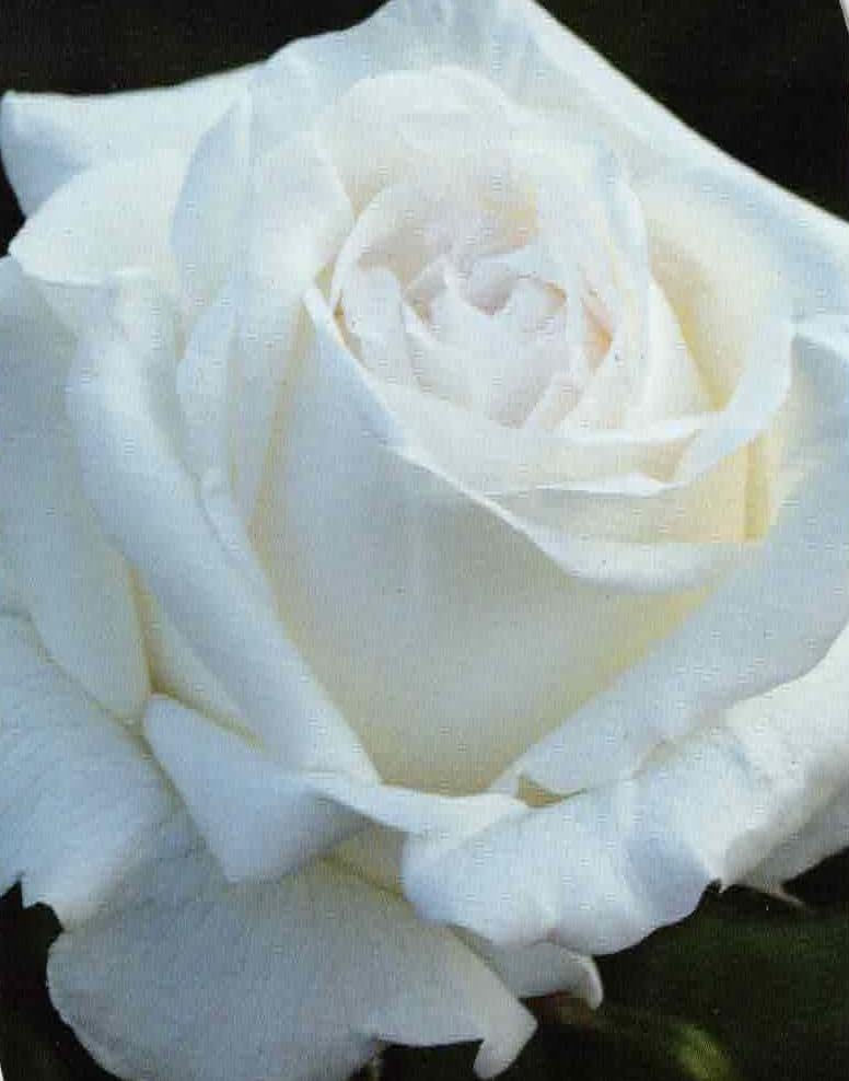 Edelrose Roger Whittaker ® - Premium Collection ® Duftrosen ++++ - Meilland Rose