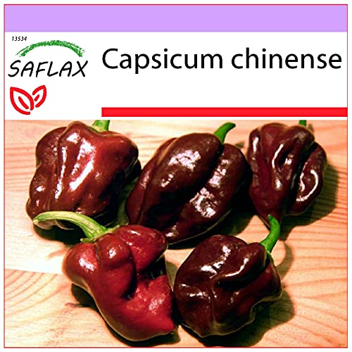 SAFLAX - Chile habanero chocolate - 10 semillas - Capsicum chinense