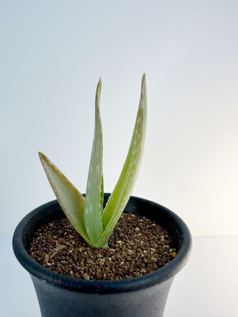 Amazon.co.jp: アロエ イビテンシス Aloe ibitiensis アフリカ原産 縞