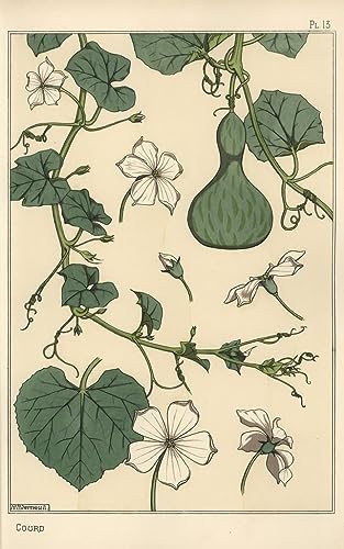 Illustration botanique de la courge affiche toile Eugène Grasset décoration murale 60x90cm