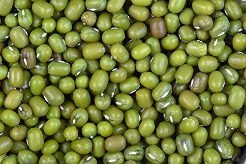 PLAT FIRM Germination Seeds: 1060 Organic Mung Bean Seeds - Sprouting Non GMO