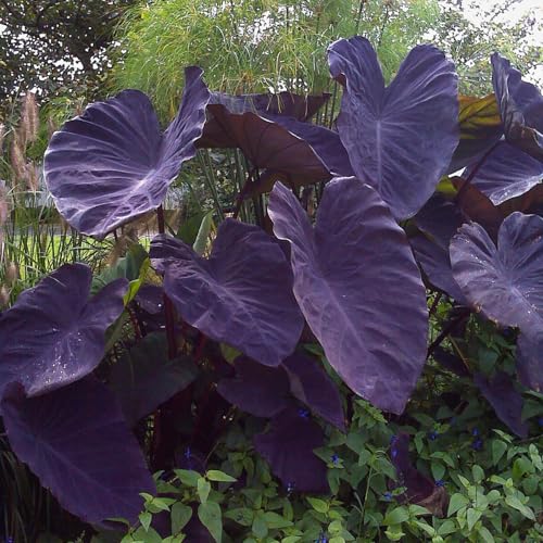 Garden State Bulb Premium Black Magic Elephant Ear Bulbs, 7/9 inches, Spring Planting (Bag of 2)