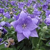 Balloon Flower Seeds (Platycodon grandiflorus) Packet of 40 Seeds