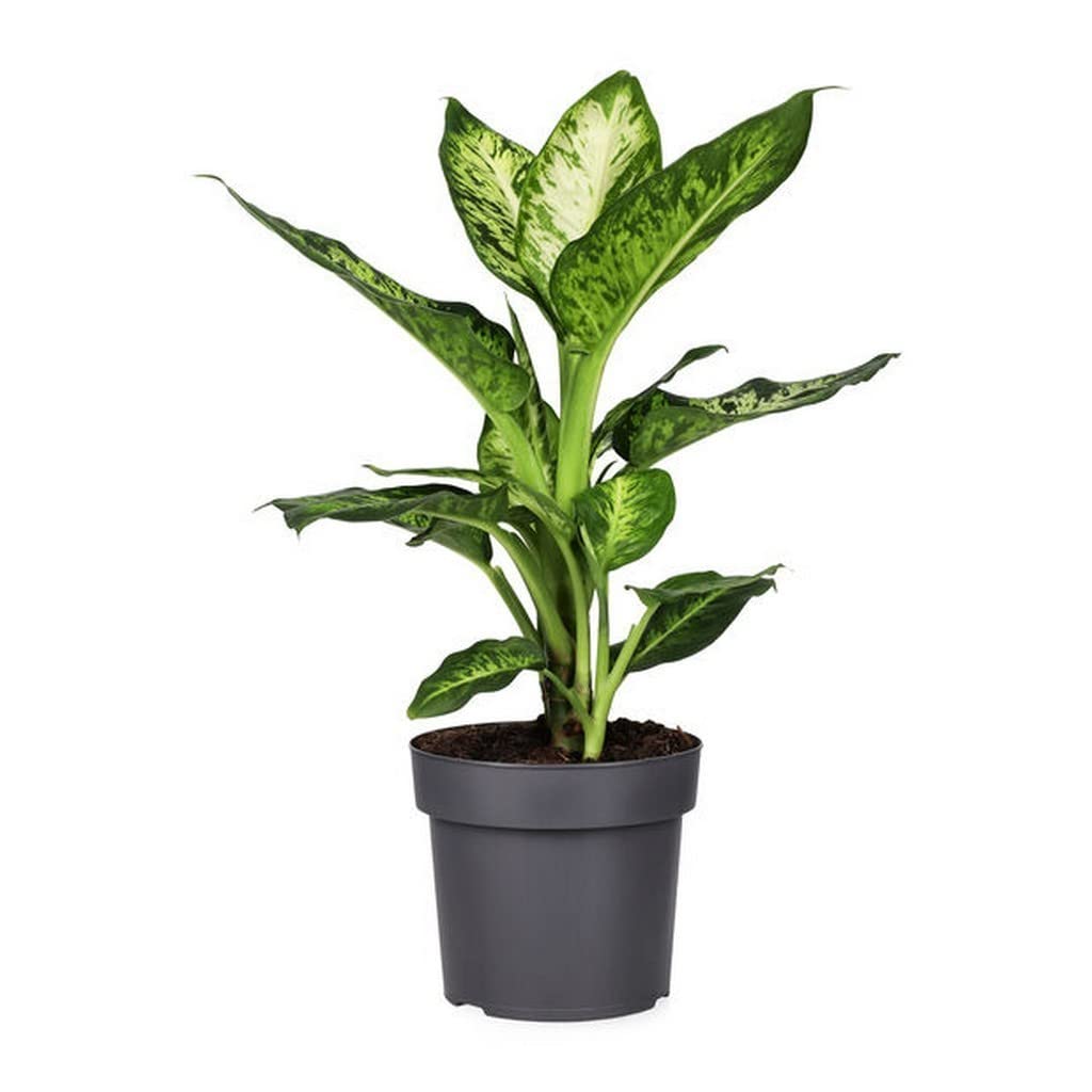 OhhSome Table Plant Dieffenbachia Sublime, 8.5 Cm Pot Indoor Live - Office Desk|Outdoor Garden|Outdoor|Room Decoration (Exotic Healthy Plant)