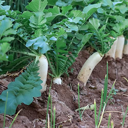 Daikon White Radish Seeds (100 Seeds) #TOP6