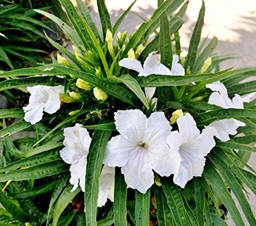 See full amazon price history chart for White Mexican Petunia Flower Plant Beautiful And Charming Flower Plant - Healthy 1 Live Plant pot White Mexican Petunia Flower Plant Beautiful And Charming Flower Plant - Healthy 1 Live Plant pot (B09R4GV5FG) Amazon Price History, Amazon Price Tracker