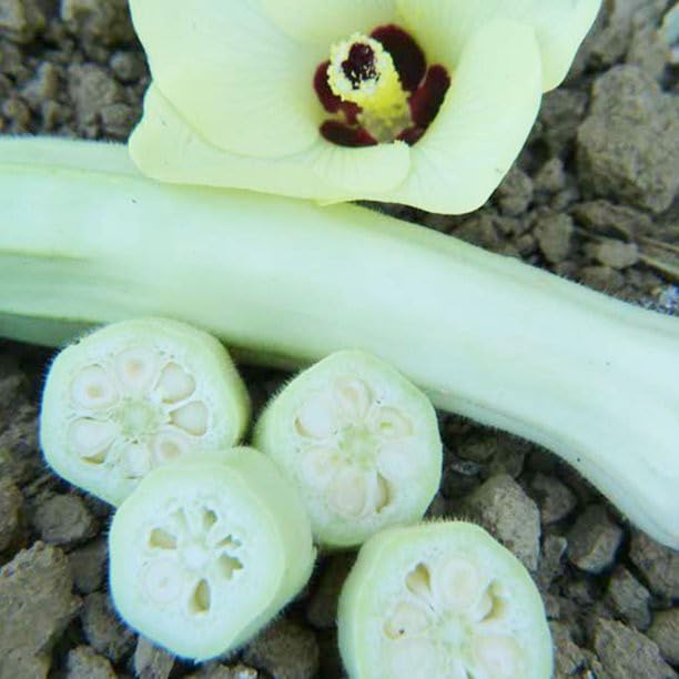 Willvine Silver Queen Okra Seeds-SWAT-9R-picture-26