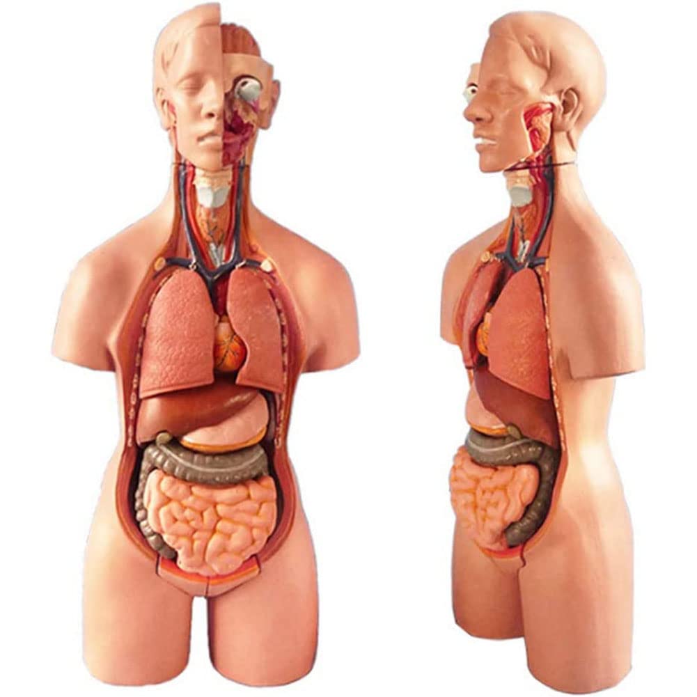 年末セール　4D HUMAN ANATOMY 人体模型/成人/婦人科/泌尿器科 Amazon.co.jp: 人間の泌尿器系モデル、腎尿管膀胱尿道の解剖学的モデル