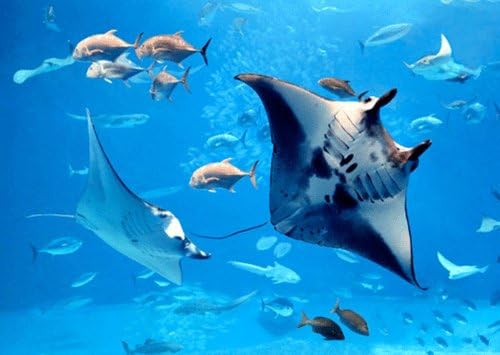 Manta Rays y peces tropicales - Postal lenticular 3D - Tarjeta de felicitación