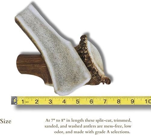 Miniatura 5 de WhiteTail Naturals Paquete de 2 cuernos de alce divididos extra grandes para perros grandes (XL) cuernos masticables para perros  Desechado