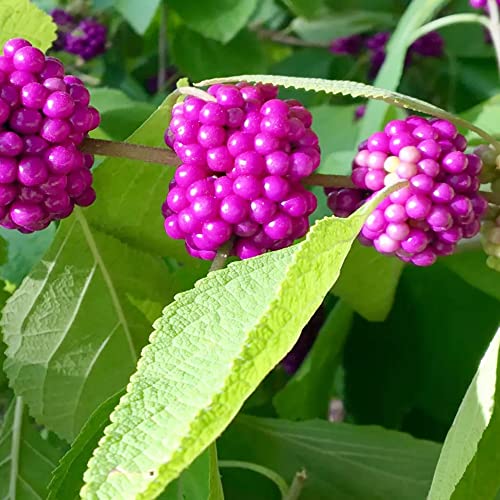 American Beautyberry Seeds Callicarpa Americana Seeds Drought Tolerant Easy To Grow Low Maintenance Attracts Pollinators Fruit & Berries Borders Outdoor 30Pcs Shrub Seeds By Yegaol Garden #TOP4