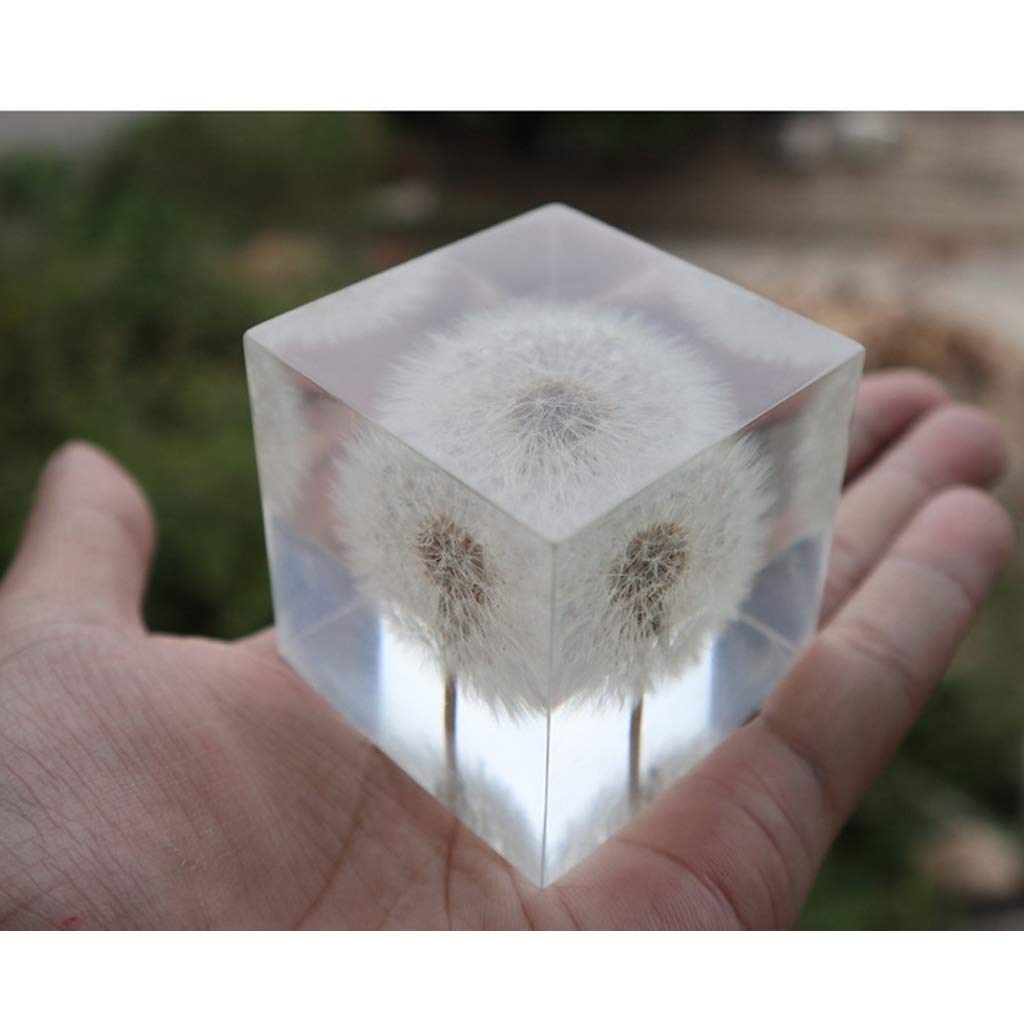 Amazon.co.jp: 植物標本,植物樹脂標本,生物学的教育,DIY お花,ンテリア