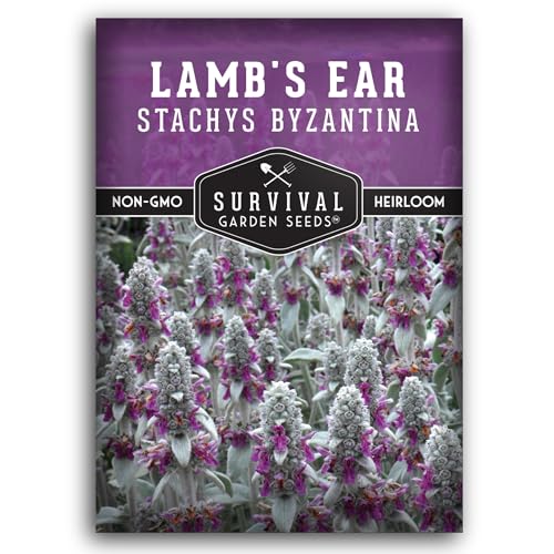 Lamb's Ear Seeds for Planting - 1 Packet with Instructions to Plant & Grow Lambs Ear Plant, Shade & Drought Tolerant Wooly Betony in Your Home Garden - Non-GMO Heirloom Variety - Survival Garden Seeds