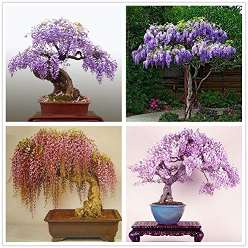 hua xian zi 30er Pack - Bonsai-Baum Chinesische Wisteria-Baum-Samen,...