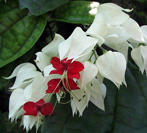 White & Red Bleeding Heart Vine Plant - Clerodendrum - Indoors/Out - 4