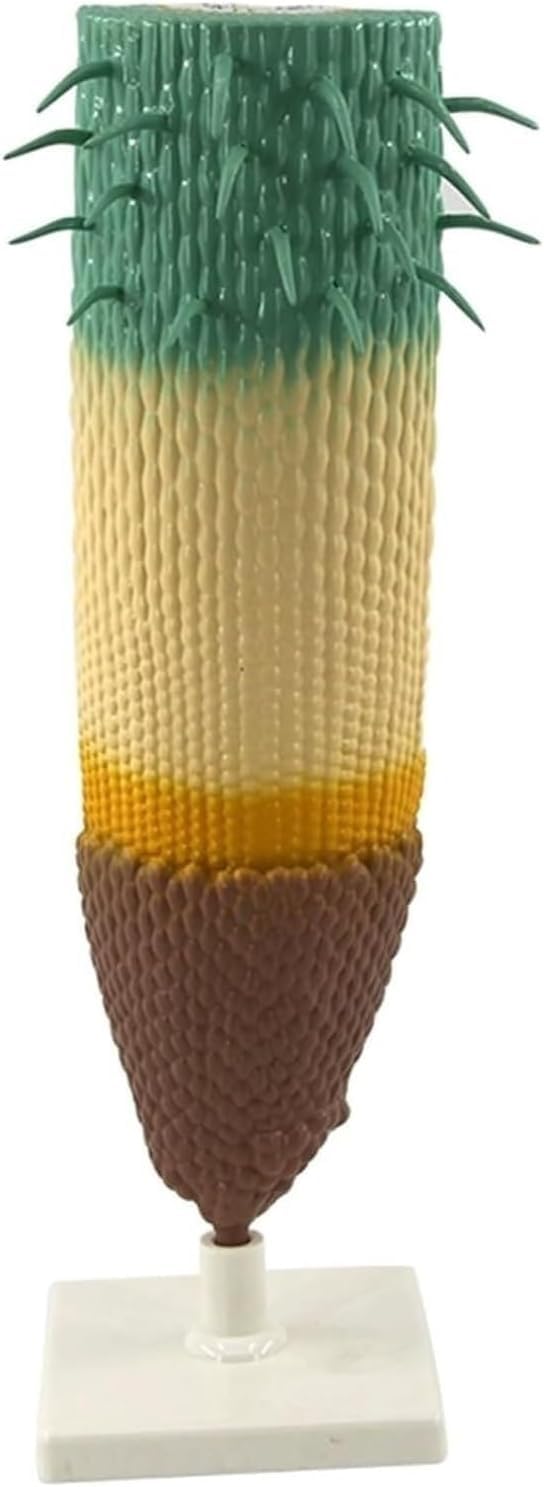Anatomisches Modell des Pflanzenwurzelsystems, vergrößertes Modell der Wurzellängsschnittanatomie, Lehr- und Bildungsinstrumente for die Biologie der Mittel- und Oberstufe