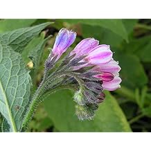 Russian Comfrey Plant - One Crown Cutting - Establishes much faster and more reliably than root cuttings - Bocking 14 Variety - Symphytum uplandicum 1