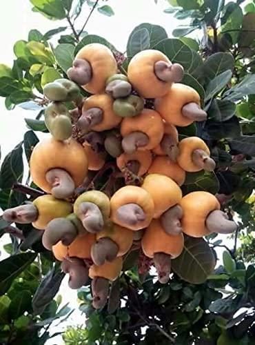 Golden Hills Farm Fruit Plant Cashew Nut Grafted Spice - Anacardium Occidentale (Cashew Apple) 1 Healthy Fruit Live Plant ghf15 (B09L85J3S2) Amazon Price History, Amazon Price Tracker
