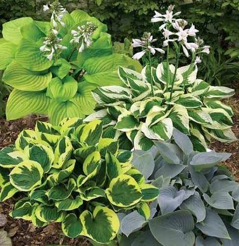 100pieces Multi Hosta Plant Seeds