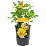 Happy Birthday Rose - Celebrate Someone Special's Birthday with a Unique Living Plant Gift