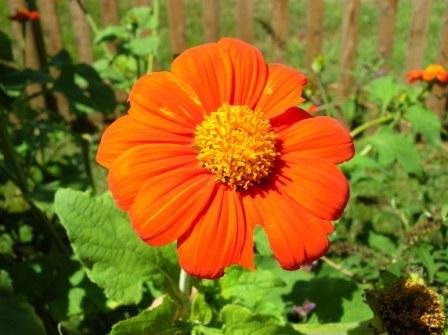 Tithonia Seed by Stonysoil Seed Company