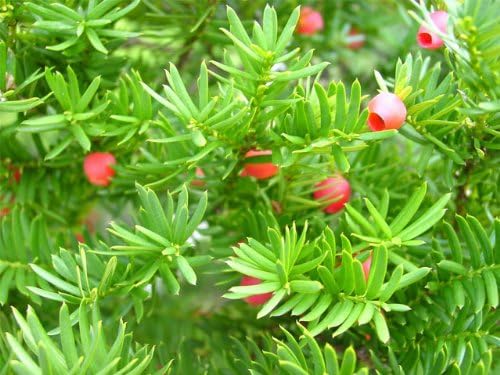 6か月枯れ保証 生垣樹木 イチイ 0 4m 植木 Amazon