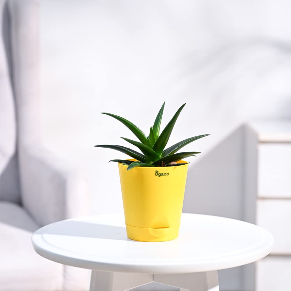 UGAOO Aloe Vera Mini Plant Succulent Live Plant with Pot (B09PF2X5CR) Amazon Price History, Amazon Price Tracker