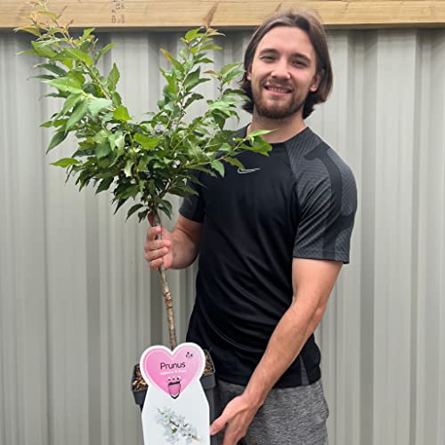 Prunus nipponica 'Brilliant' | Dwarf Flowering Cherry Blossom Tree | 1.2m