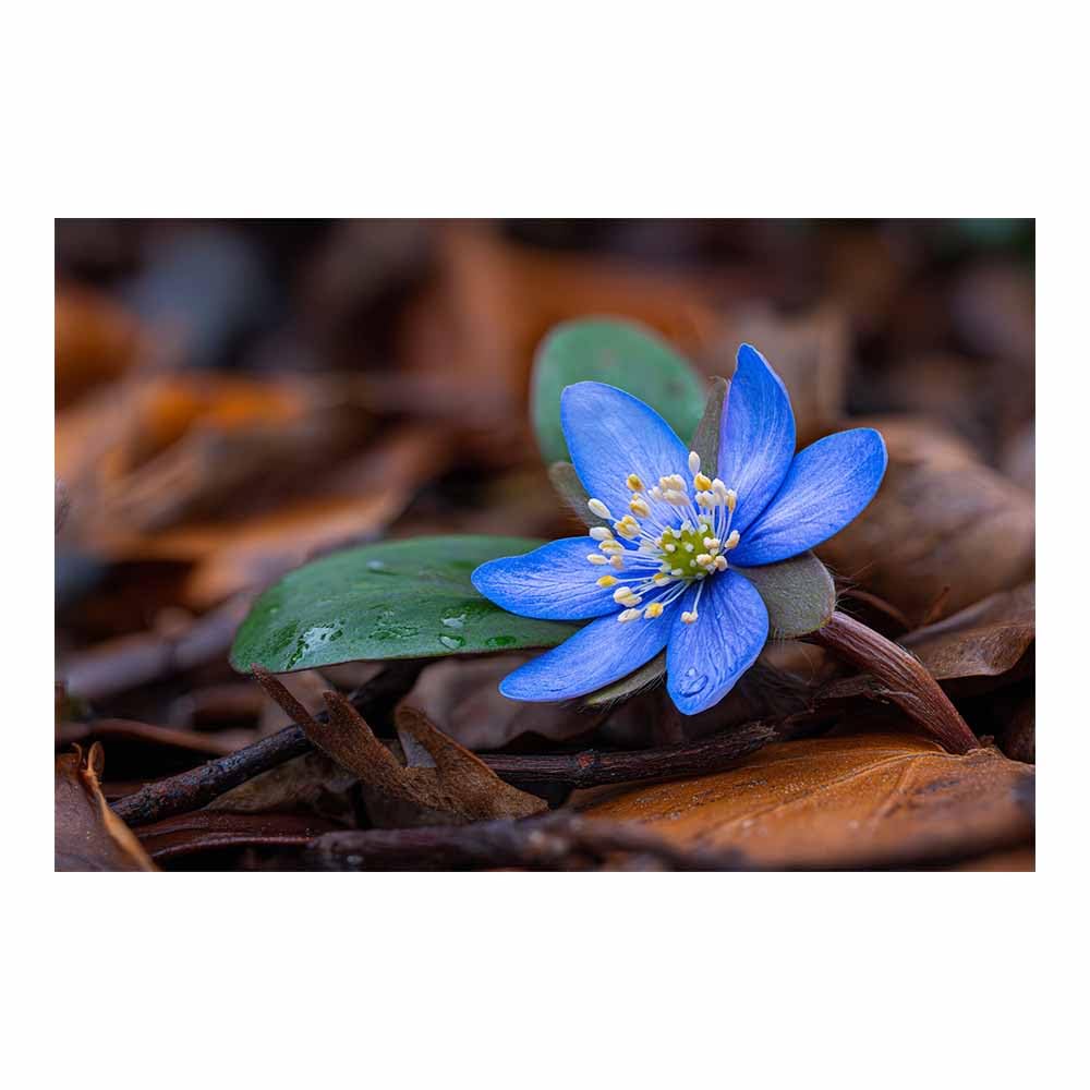 ZAMAEIU Natural Scenery Painting Raindrop flowers Pictures Artwork, Contemporary Wall Art Large Size, Room Aesthetic Home Decor,Living Room,Bedroom(blue)-60x90cm Unframed