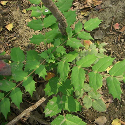 GGOOT Egrow 100 Pcs/Pack Mahonia Seeds Mahonia Bealei Semente Plant Mahonia Fortunei