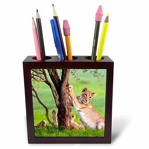 3dRose ph_206636_1 African Lions Kgalagadi Park Kalahari Desert South Africa Tile Pen Holder, 5"