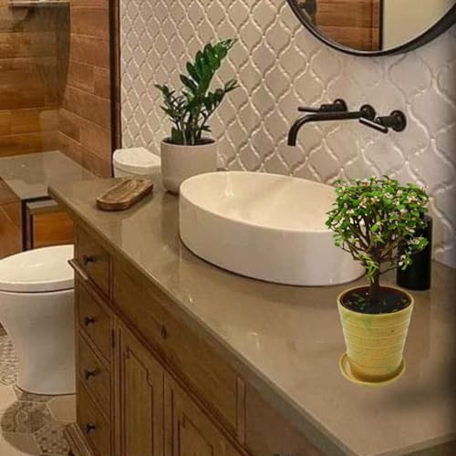 BioSync Plants Crassula Ovata Jade Plant, Live Indoor Succulent, Decorative Foliage, Grower's Pot Included