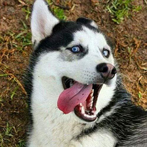 happy dog