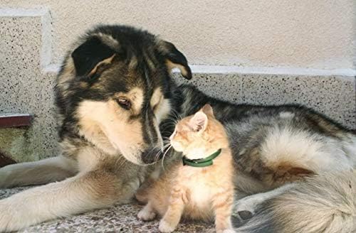 Miniatura 3 de Píldoras antidiarrea para perros  PROBIÓTICOS para mascotas  Perros Gatos  Golosinas para el mal gas y el aliento  Impulso inmunológico avanzado