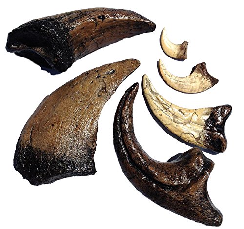 DINOSAURS ROCK® Dinosaur Claw Fossil Replica Collection - 6 Piece Gift Set