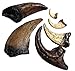 DINOSAURS ROCKÂ® Dinosaur Claw Fossil Replica Collection - 6 Piece Gift Set