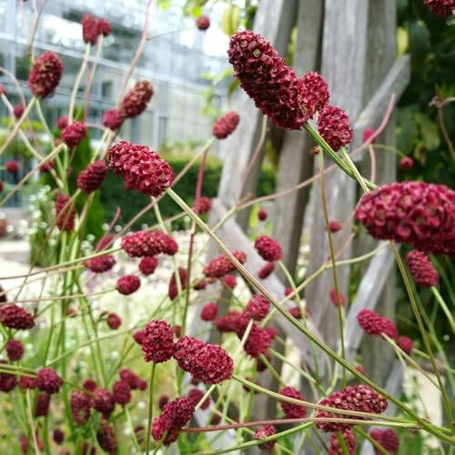 semillas de la planta ranúnculo de pradera Jardín de hierbas de interior, plantas exóticas resistentes, sanguisorba officinalis, plantas aromáticas, plantas resistentes en macetas 15pcs