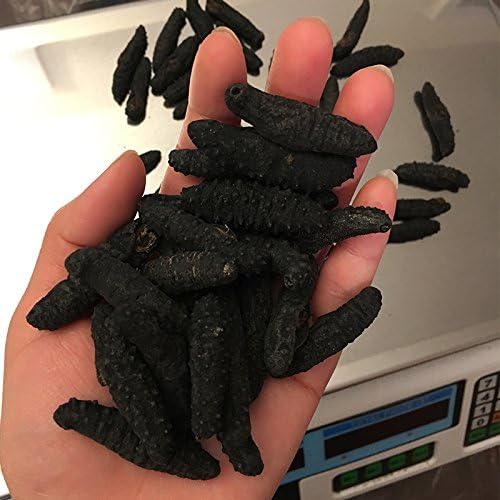 GOLDENSEA-16oz-Dried Wild Sea Cucumber, Black Pin Atlantic Sea Cucumber，金海堂-野生淡干海参, 北极冰刺参,岩刺参,（特级）Holothuria Mammata, Grade AAAA (Small Size) 1LB