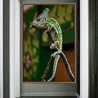Framed Canvas Wall Art Reptile Contemporary Dramatic Hallway Iguana Multicolor Photography Reptiles - 16x24 inches