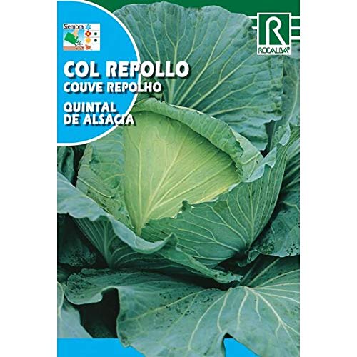 Semillas de Col repollo quintal de Alsacia