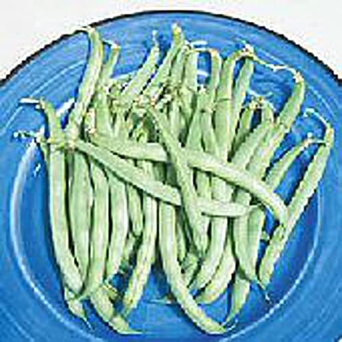 Burpee Stringless Green Pod Bush Beans Seeds (20+ Seeds) | Non GMO | Vegetable Fruit Herb Flower Seeds for Planting | Home Garden Greenhouse Pack