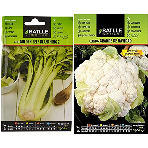 Semillas Batlle Apio GOLDEN SELF BLANCHING 2 & Coliflor grande NAVIDAD (dic-en)