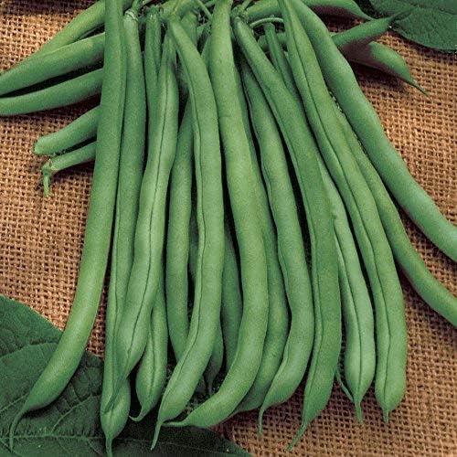 David's Garden Seeds Bean Bush Blue Lake 274 3385 (Green) 100 Non-GMO, Heirloom Seeds