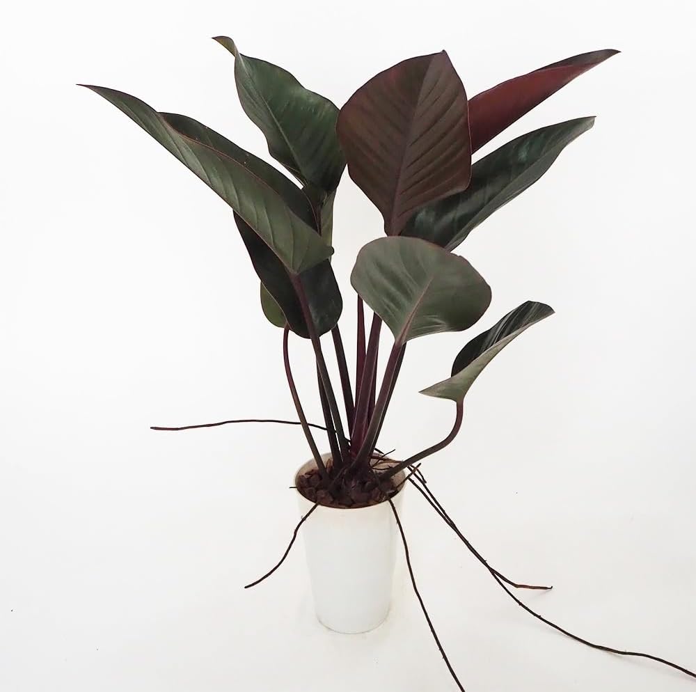 アロエハイブリッド Belfiore aloe hyb ネイビータグ株 アロエ